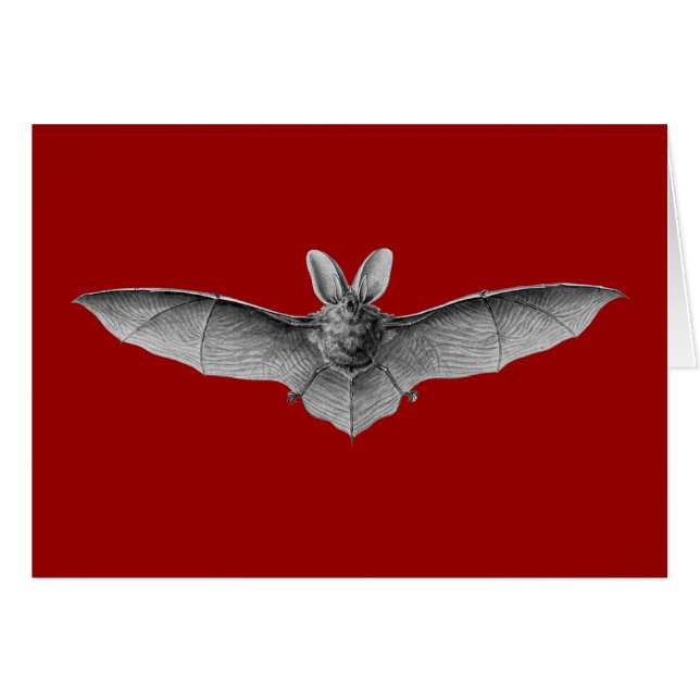 Haeckel Bat (Front Horizontal)