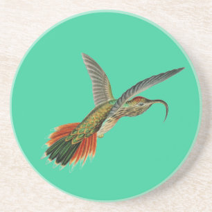 Haeckel Bird Coaster