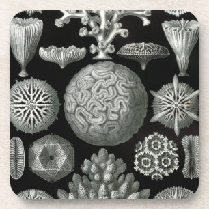 Haeckel Black Coaster