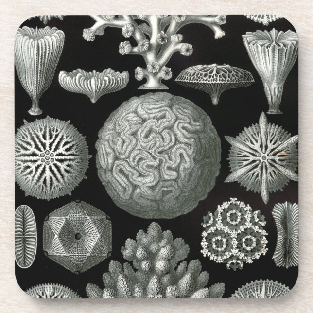 Haeckel Black Coaster (Front)