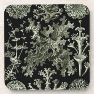 Haeckel Black Coaster