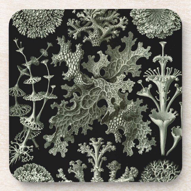 Haeckel Black Coaster (Front)