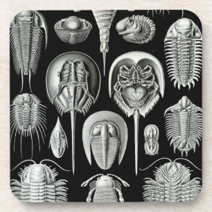 Haeckel Black Coaster