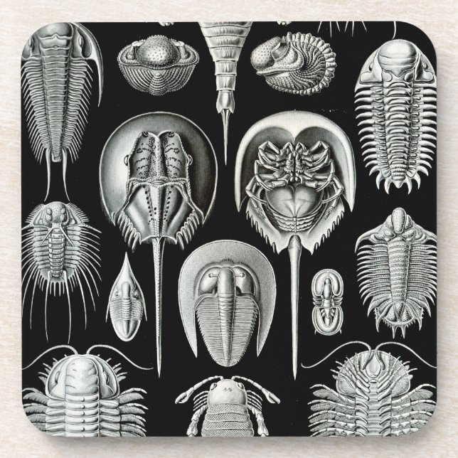 Haeckel Black Coaster (Front)