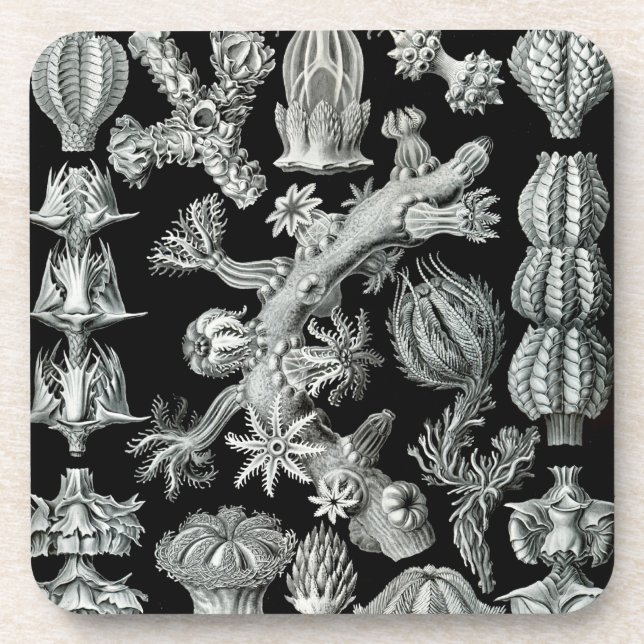 Haeckel Black Coaster (Front)