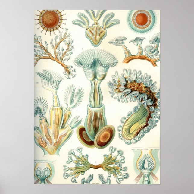 Haeckel Bryozoa Poster (Front)