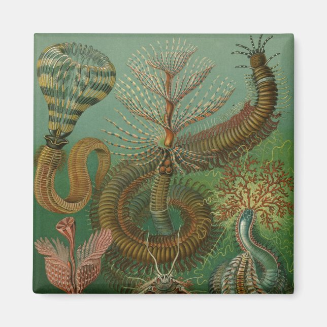 Haeckel Centipedes Magnet (Front)