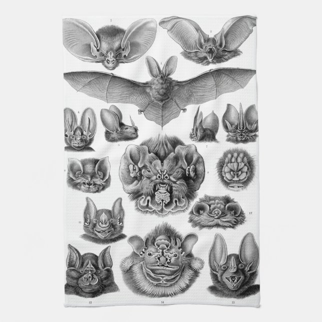 Haeckel Chiroptera Kitchen Towel (Vertical)