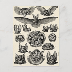 Haeckel Chiroptera Postcard