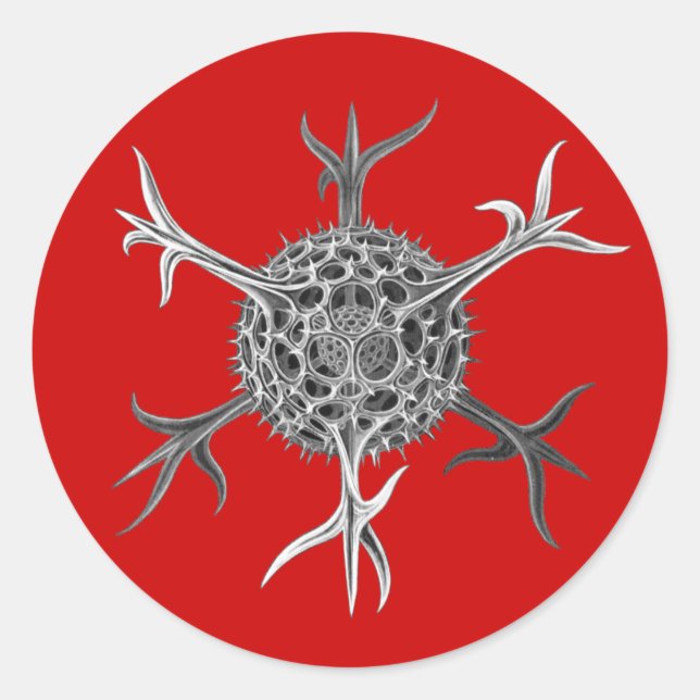 Haeckel Classic Round Sticker (Front)