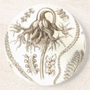 Haeckel Coaster