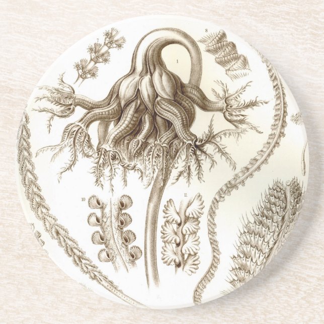 Haeckel Coaster (Front)