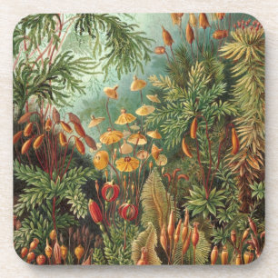 Haeckel Coaster