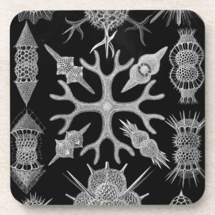 Haeckel Coaster