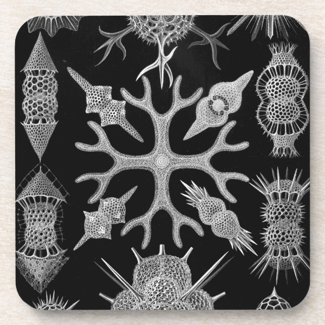 Haeckel Coaster (Front)