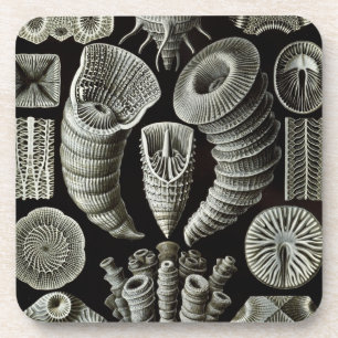 Haeckel Coaster
