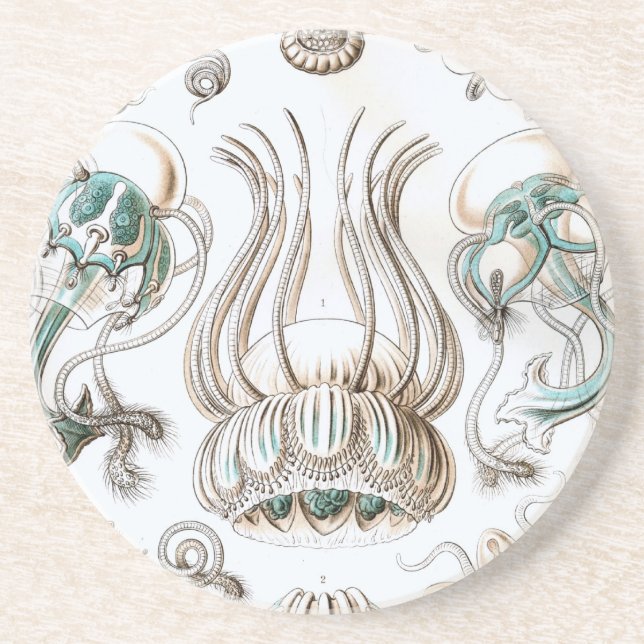 Haeckel Coaster (Front)