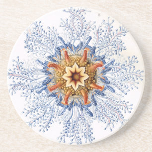 Haeckel Coaster