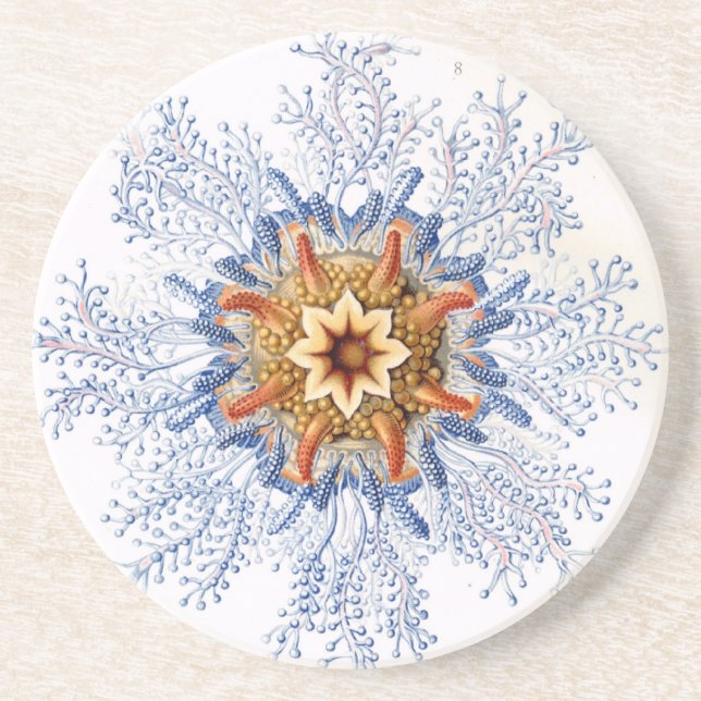Haeckel Coaster (Front)