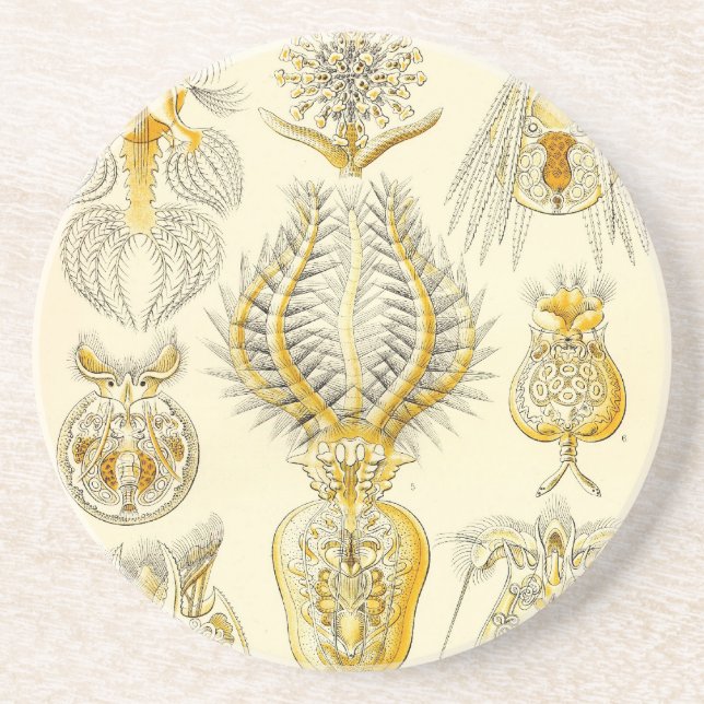 Haeckel Coaster (Front)