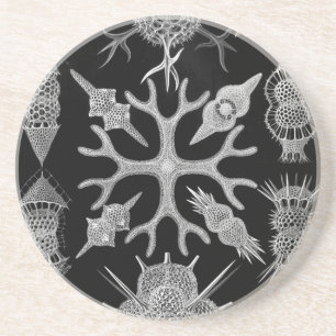Haeckel Coaster