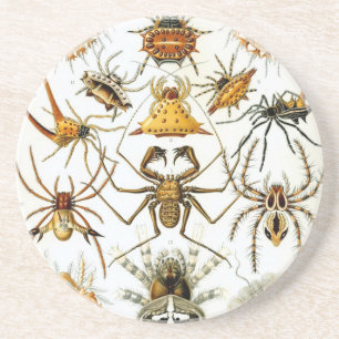 Haeckel Coaster