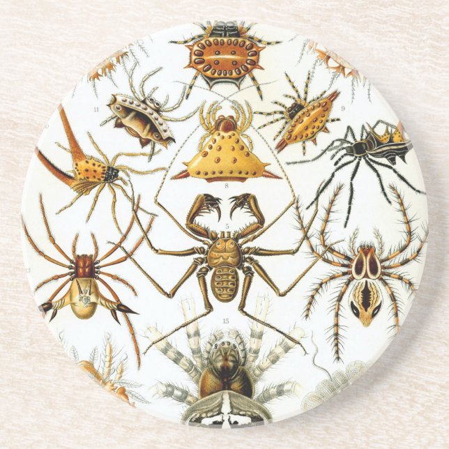 Haeckel Coaster (Front)