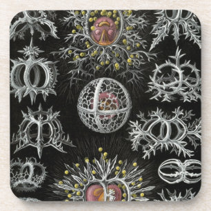 Haeckel Coaster