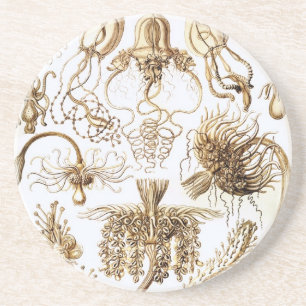 Haeckel Coaster