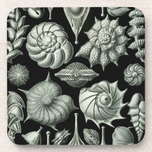 Haeckel Coaster