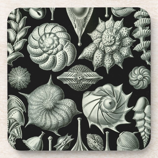 Haeckel Coaster (Front)