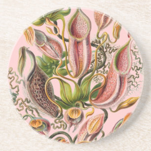 Haeckel Coaster
