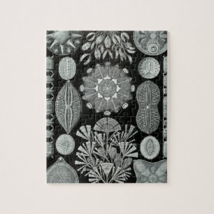 Haeckel Diatomea Jigsaw Puzzle