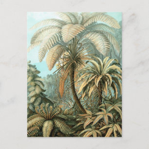 Haeckel Filicinae Postcard