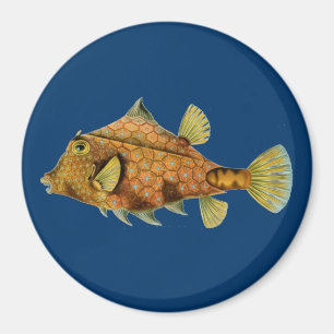 Haeckel Fish Magnet