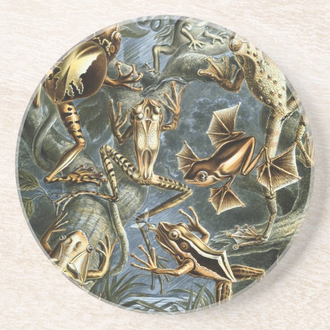 Haeckel Frogs Coaster (Front)
