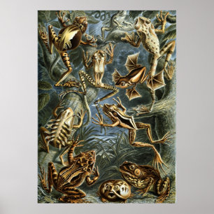 Haeckel Frogs Poster