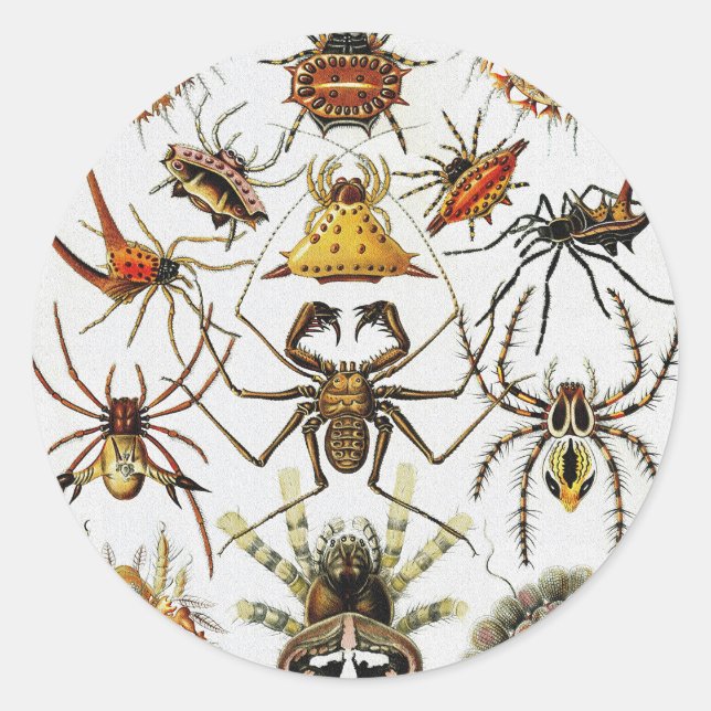  Haeckel Golden Spiders plate 66  Classic Round Sticker (Front)