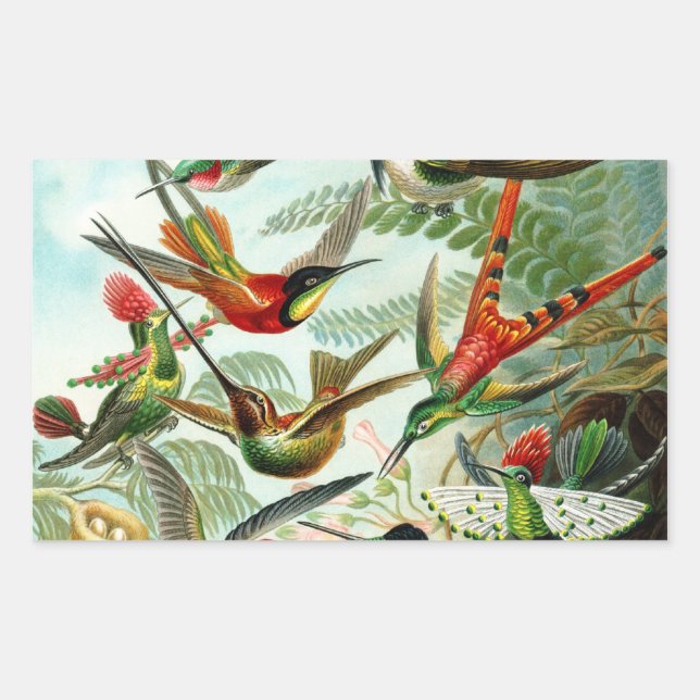 Haeckel Hummingbirds Sticker (Front)
