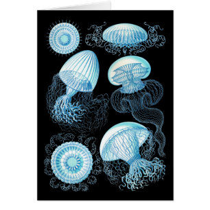 Haeckel Jellyfish
