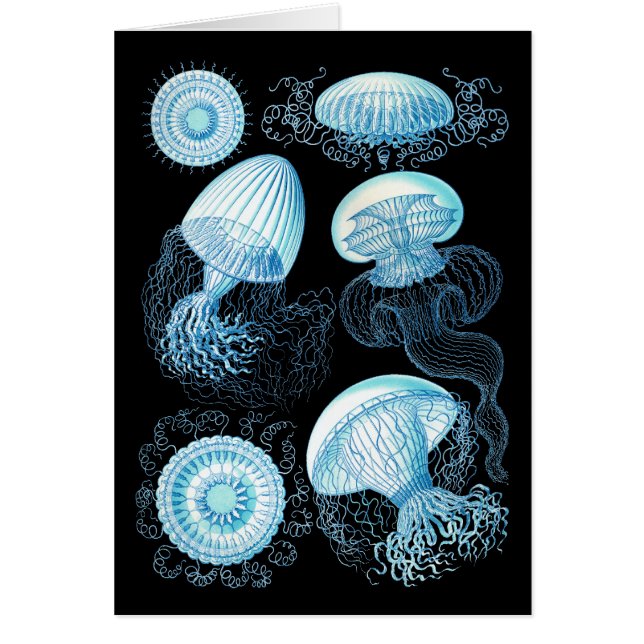 Haeckel Jellyfish (Front)