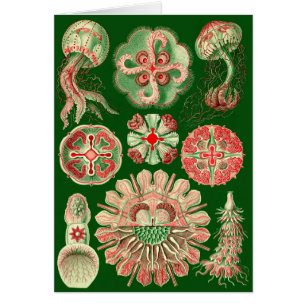 Haeckel Jellyfish Illustration All-Occasion