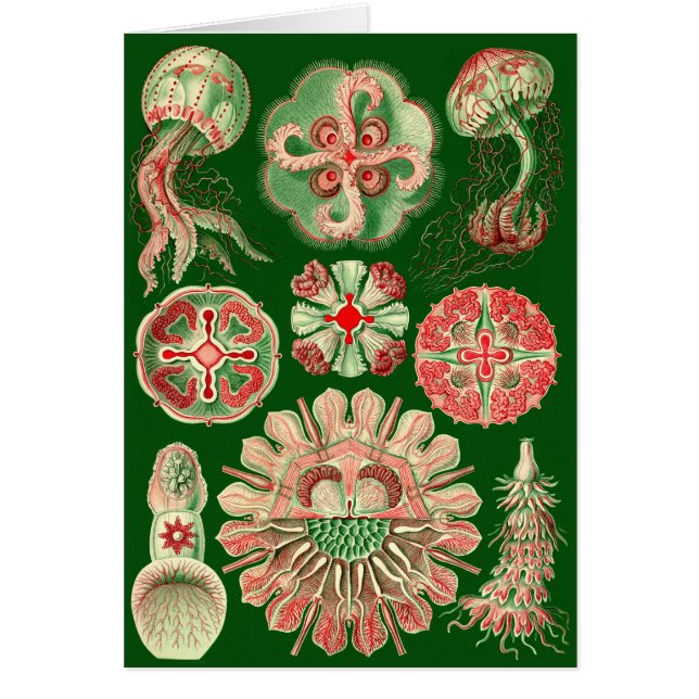 Haeckel Jellyfish Illustration All-Occasion (Front)