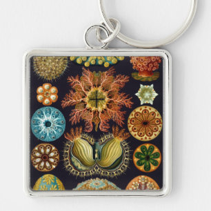 Haeckel Keychain