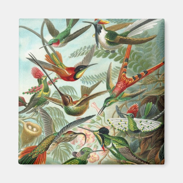 Haeckel Magnet (Front)