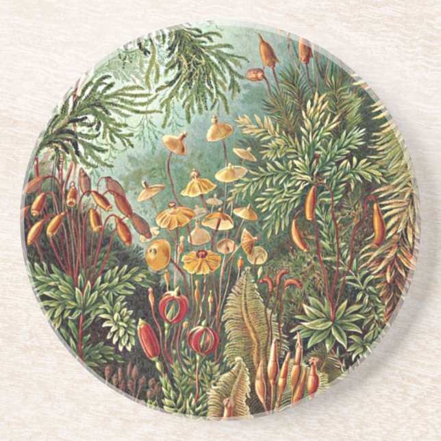 Haeckel Moss Grass Mushroom Painting Coaster (Front)