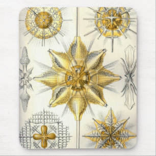 Haeckel Mouse Pad