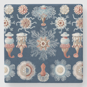 Haeckel Nature Art Siphonophorae Antique Print Stone Coaster