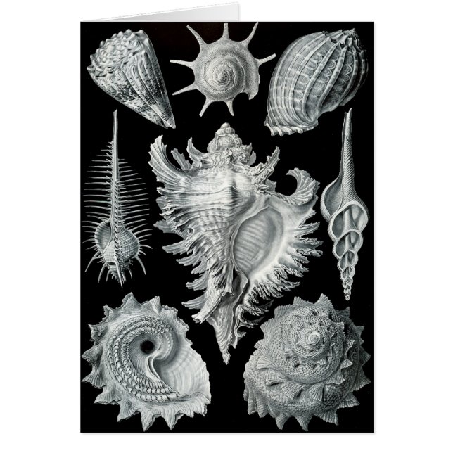 Haeckel Negative (Front)