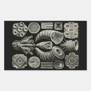 Haeckel Negative Sticker